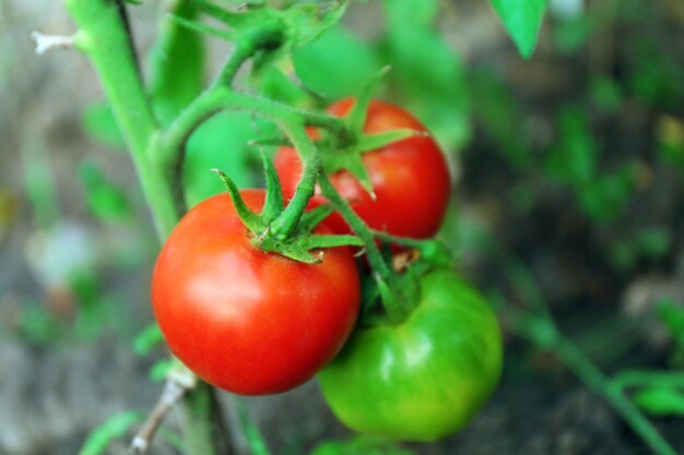 Tomaten die in tuin groeien