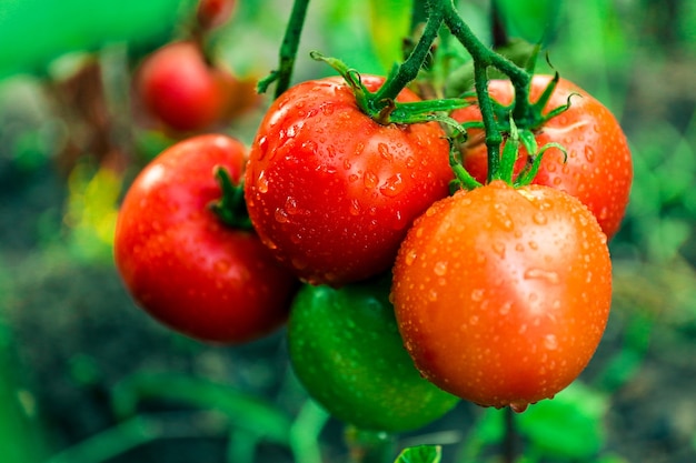 Tomaten die in tuin groeien