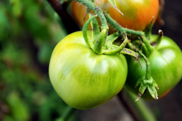 Tomaten die in tuin groeien