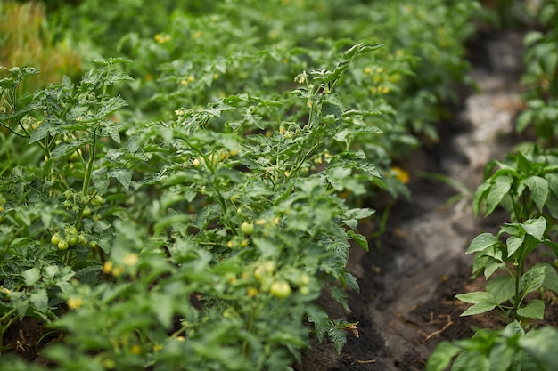 Tomaten en groene paprika's in de tuin Landbouw Tuinbedden Tuinieren