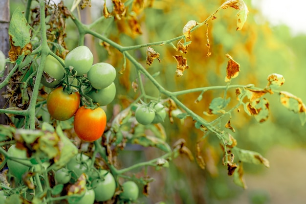 Tomaten gekweekt in de tuin premium foto