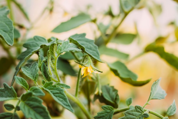 Tomaten geteeld in een kas