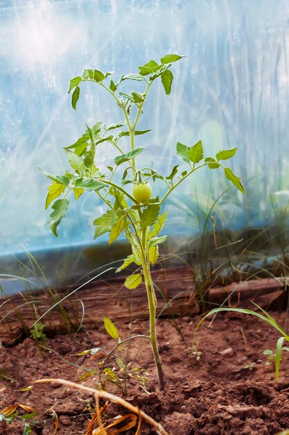 Tomaten geteeld in een kas