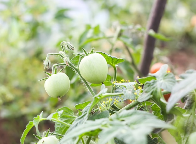 Tomaten groeien in de kas.