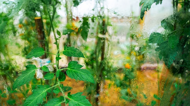 Tomaten groeien in een kas. Groenteteelt concept