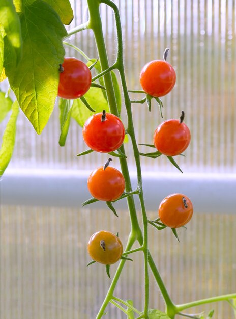 Tomaten groeien in een kas. Verse tomaten planten. Rijpe biologische tomaat in de tuin.