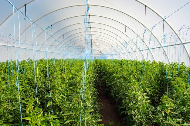 Tomaten hangen aan struiken in een kas van polycarbonaat.