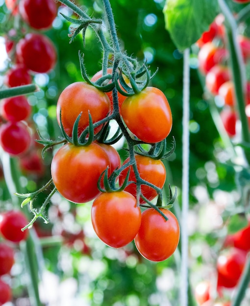 Tomaten in de tuin, moestuin met planten van rode tomaten