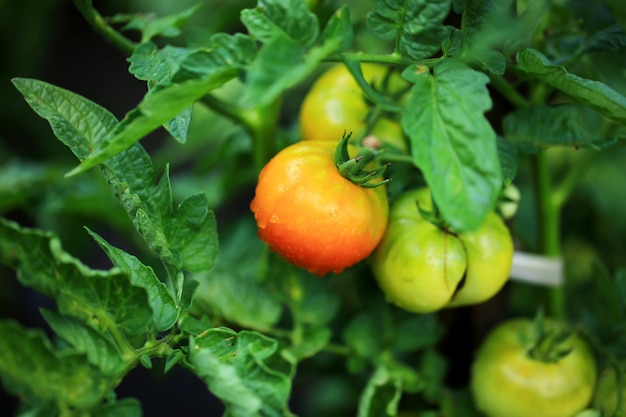 Tomaten in de tuin op een biologisch product van het struiklandbouwbedrijf