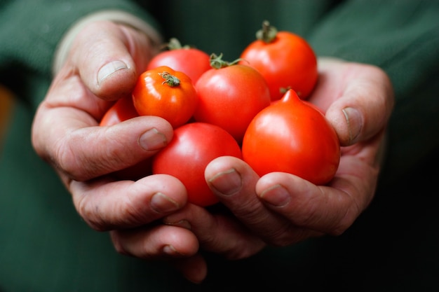 Tomaten in handen van de oude persoon