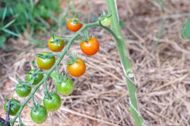 Tomaten kweken in de tuin