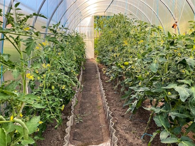 Tomaten kweken in een kas