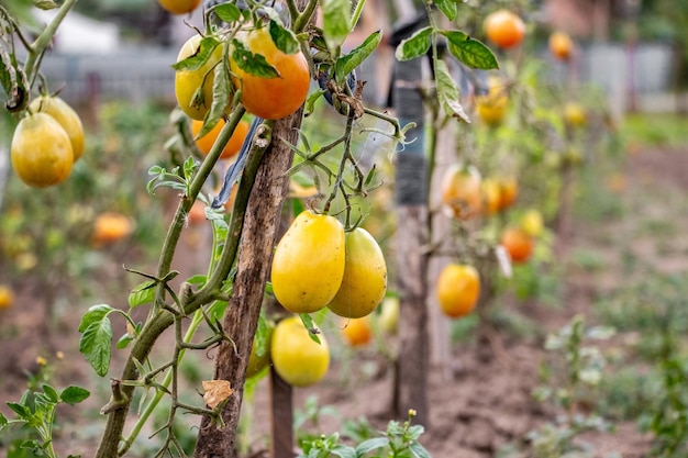 Tomaten op de bedden tijdens het rijpen van groeiende tomaten