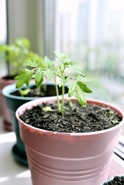 tomaten op de vensterbank Thuis tuinieren hobby food bio food concept