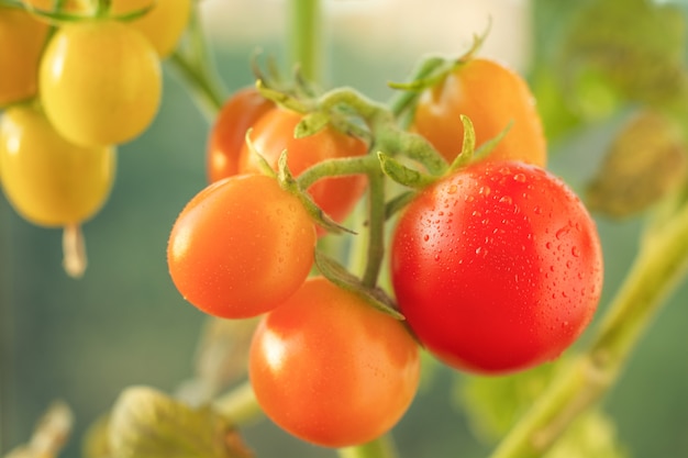 Tomaten op een close-uptak