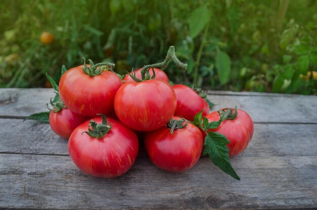 Tomaten op houten tafel Hoop verse tomaten op houten tafel Natuurproduct concept Macro voedsel achtergrond Berkeley Tie Dye roze tomaten