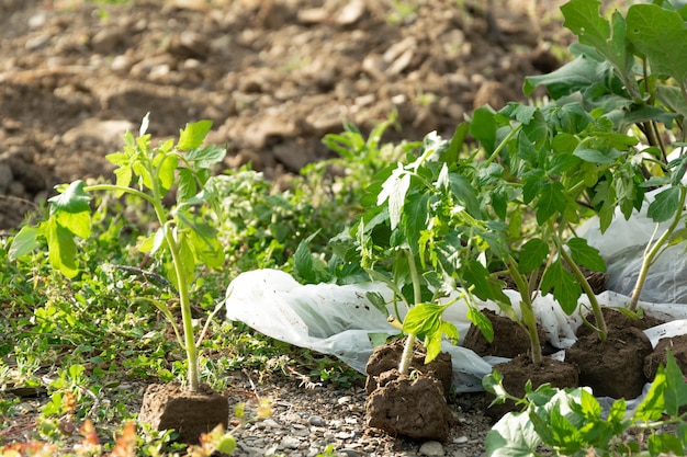 Tomaten planten. Landbouw, landbouwconcept, biologische thuisproductie