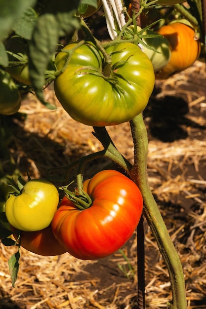 Tomaten rijpen aan een struik in de tuin Groenten kweken in natuurlijke omstandigheden