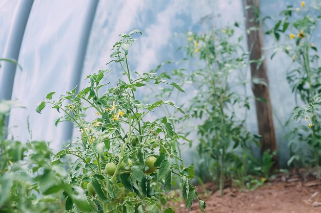 Tomaten rijpen in kas Biologische boerderijgroenten