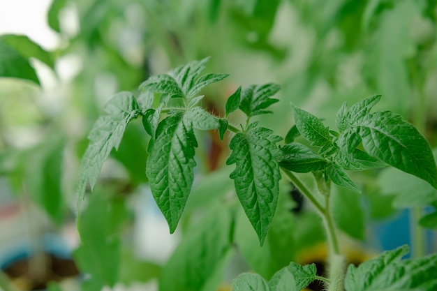 Tomaten spruiten