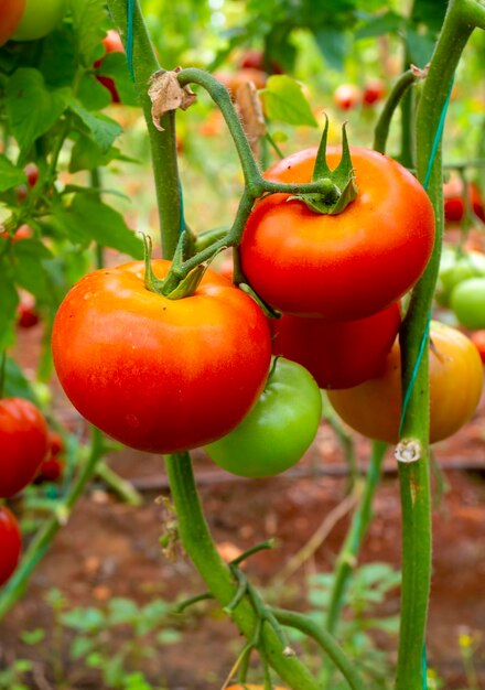 Foto tomaten takveldbouw