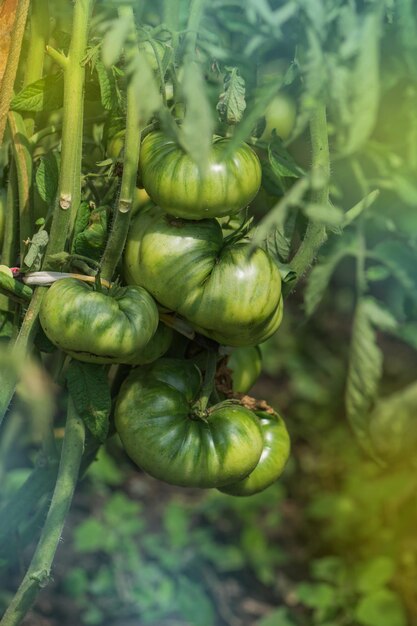 Tomaten telen voor commerciële doeleinden Commerciële tomatenindustrie Groene onrijpe tomaten groeien