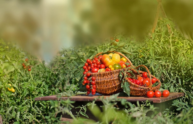 Tomaten van verschillende vormen en kleuren in een rieten manden op eco natuur groene intreepupil achtergrond