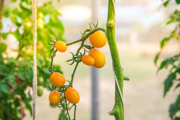 Tomaten worden geteeld hydrocultuur