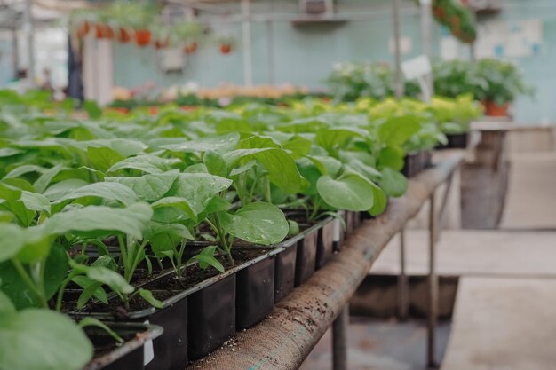 Tomaten zaden groeien in plastic potten groene planten groeien in een kas foto van hoge kwaliteit