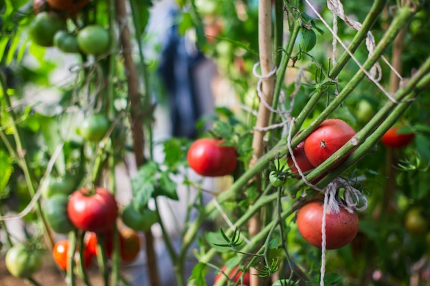 Tomatengewassen die in de grond zijn geplant, worden rijp onder de zon close-up Gecultiveerd land met spruit Landbouwplant die in bedrij groeit Groen natuurlijk voedselgewas