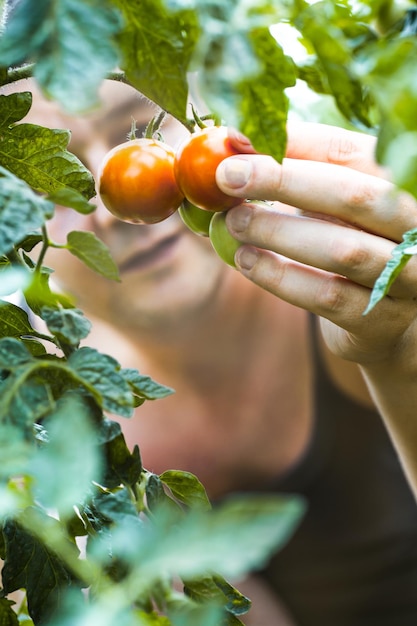 Foto tomatenoogst boer plukt tomaten