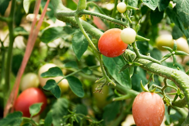 Tomatenplant in de tuin van een landbouwplantage op het platteland in Nonthaburi Thailand