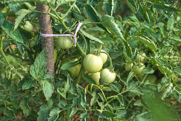 Tomatenplantage van groene en rode tomaten Biologische landbouw groeiende jonge tomatenplanten in de tuin