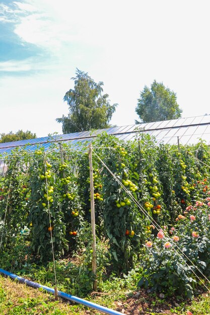 Tomatenplanten die in een biologische groentetuin groeien