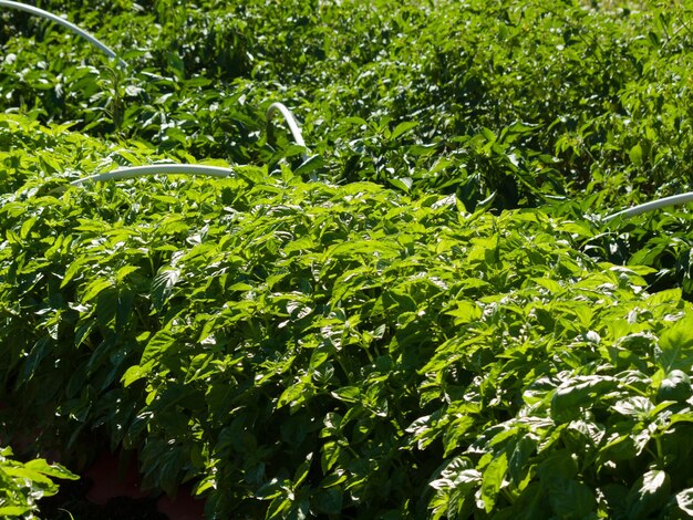 Tomatenplanten in moestuin.