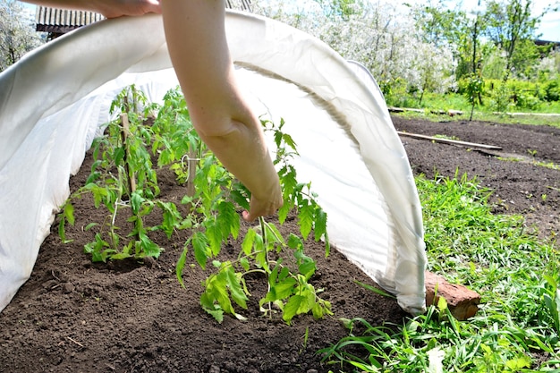 tomatenplanten planten op het tuinbed in de kas