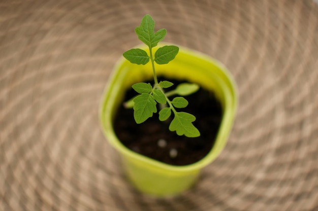 Tomatenspruit in een groene pot op een bruine onscherpe achtergrond