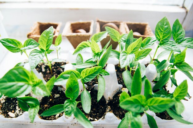 Tomatenspruiten in huis