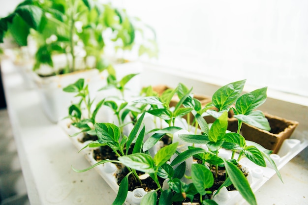 Tomatenspruiten in huis