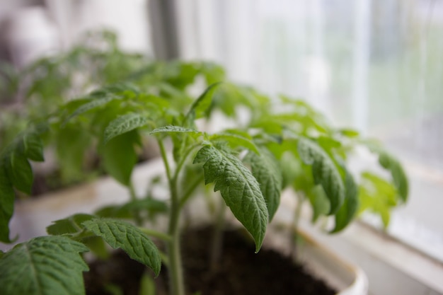 Tomatenspruiten in huis