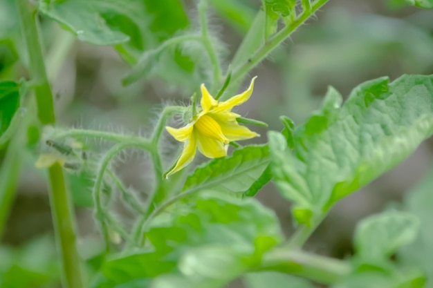 Tomatenstruik bloeit borstels met bloemen op tomaten Tomaten kweken in het open veld