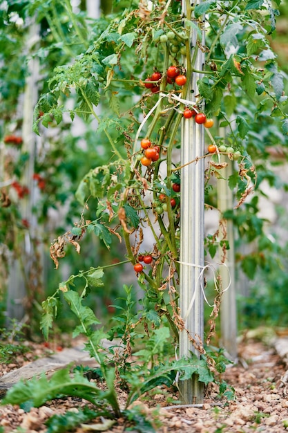 Tomatenstruiken met rijp fruit op rekwisieten