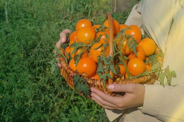 Tomatentelers werken met oogst in kas Vrouwenhanden houden gele tomaten vast Vrouwelijke handen houden verse gele tomaten vast