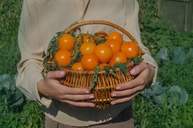 Tomatentelers werken met oogst in kas Vrouwenhanden houden gele tomaten vast Vrouwelijke handen houden verse gele tomaten vast