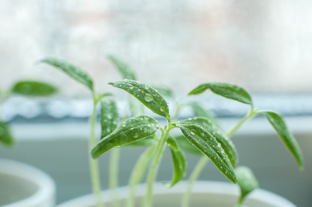 Tomatenzaailing met waterdruppels op bladeren