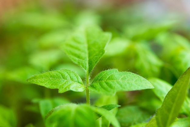 tomatenzaailingbladeren, jonge groene scheuten. Zaailing