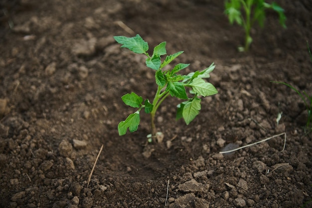 Tomatenzaailingen getransplanteerd in een bloembed met zwarte aarde in de volle grond