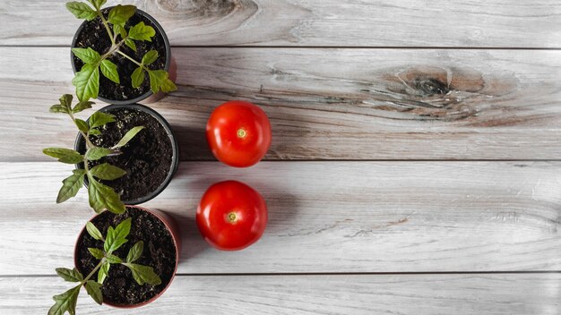 Tomatenzaailingen in een pot en tomatenvruchten op een houten ondergrond. Kopieerruimte. Plat leggen.