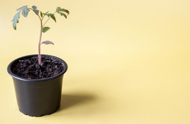 Tomatenzaailingen in een pot op een gele achtergrond, kopieer ruimte.