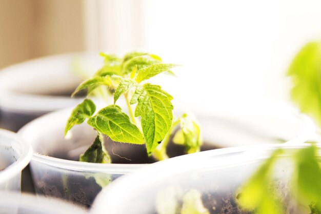 Tomatenzaailingen in potten